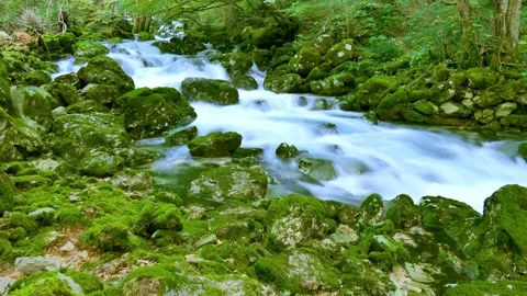 Hyper lapse of green forest river Stock Footage 144976318