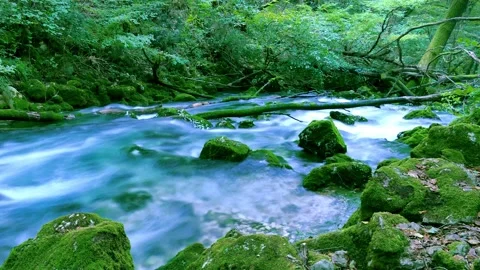 Hyper lapse of green forest river Stock Footage 145054301