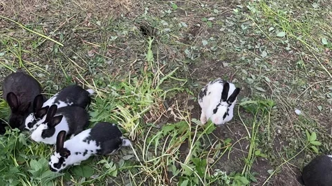 Hyper lapse of rabbits eating Stock Footage 245093851