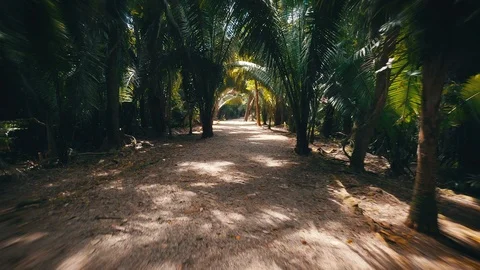 Hyper-Lapse Through Jungle 動画素材 125408880