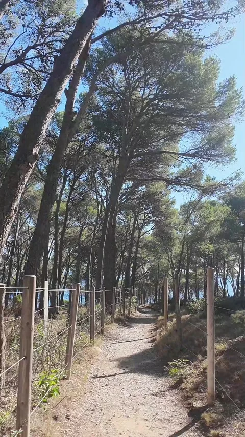 Hyper lapse, walking to the sea through the forest with pine trees, vertical Stock Footage 270738698