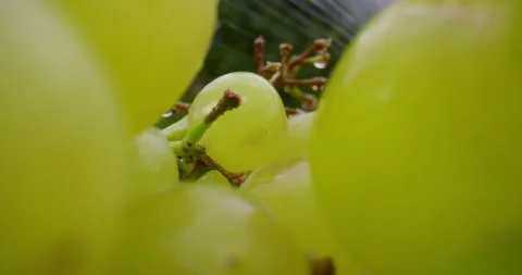 Hyper Macro of a bunch of green grapes. Stock Footage 137883757
