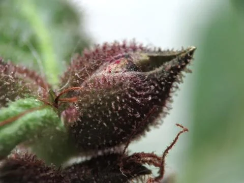 Hyper Macro of Cannabis Trichomes Stock Photos