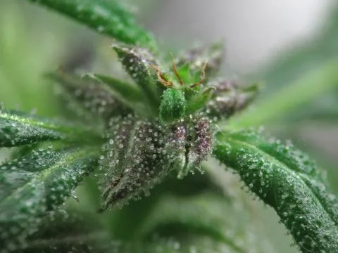 Hyper Macro of Cannabis Trichomes Stock Photos