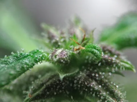 Hyper Macro of Cannabis Trichomes Stock Photos