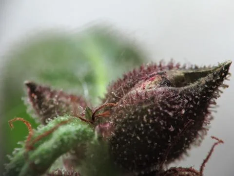 Hyper Macro of Cannabis Trichomes Stock Photos