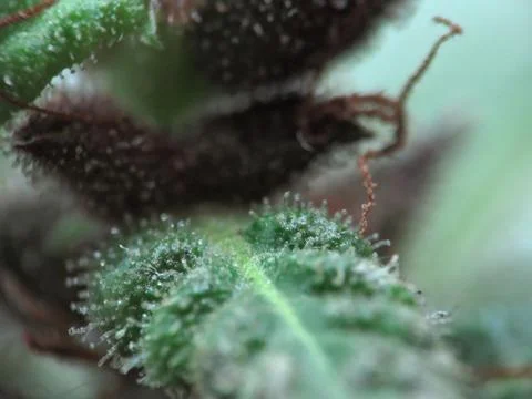 Hyper Macro of Cannabis Trichomes Stock Photos