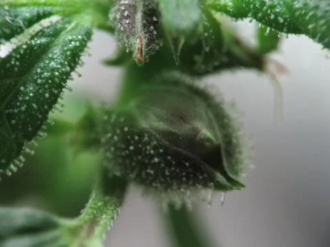 Hyper Macro of Cannabis Trichomes Stock Photos