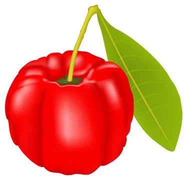 Hyper realistic vector illustration of red acerola Stock Illustration
