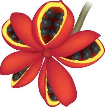 Hyper realistic vector illustration of Sterculia Striata Stock-Illustration