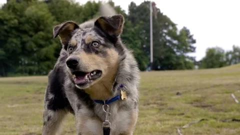 Hyperactive border collie looking beyond the camera Stock Footage 132144268