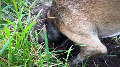 Hyperactive burrowing dog in the field. Stock Footage 260349486