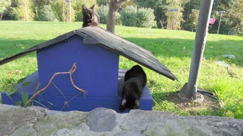 Hyperactive cat Stock Footage 142898488