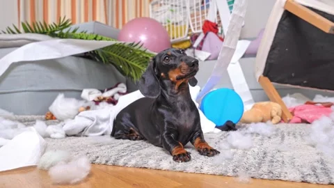 Hyperactive child, mess in nursery, dog makes amends for mischief Creative chaos Stock Footage 245868141