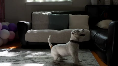Hyperactive excited jack Russell dog playing with a ball, biting and chewing it Stock Footage 314032860