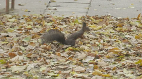 Hyperactive gray gray squirrel searching something to eat under fallen leaves. Stock Footage 57788542
