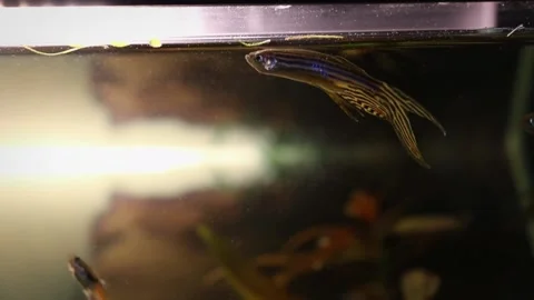 Hyperactive Longfin Zebra Danio resting, Danio Rerio swimming in a fish tank, re Video stock 130751299