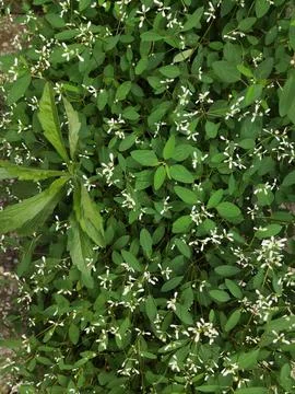 Hypericifolia, Closeup of tiny flowers on spurge mounds Stock Photos