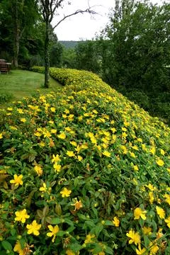 Hypericum calcyinum Stock Photos