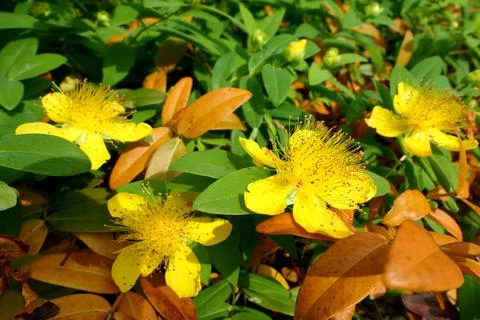 Hypericum calcyinum. Stock Photos