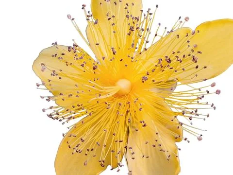 Hypericum calycinum flower isolated on white 스톡 사진