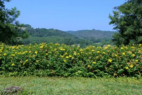 Hypericum calycinum. Stock Photos