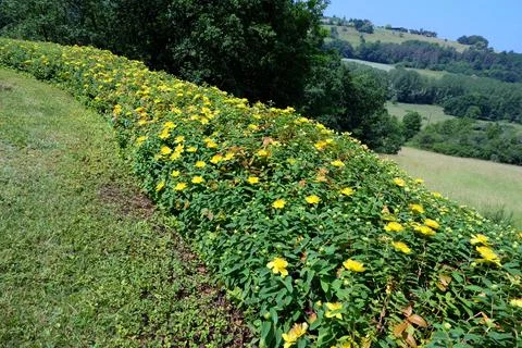 Hypericum calycinum. Stock Photos