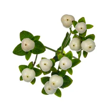 Hypericum Coco Uno on white Stock Photos