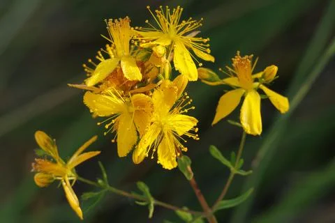 Hypericum flowers (Hypericum perforatum) with sun reflections in the shade Stockfoto's