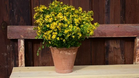 Hypericum flowers in a pot Stock Footage 114355561