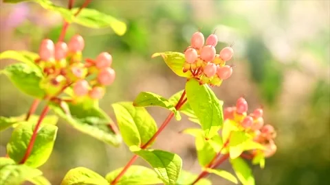 Hypericum growing in a garden, berries. St. John's Wort flowers Stock Footage 337307395