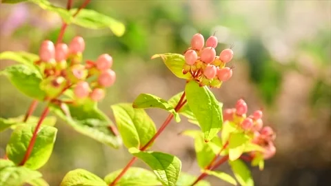 Hypericum growing in a garden, berries. St. John's Wort flowers, pink berries Stock Footage 340610862