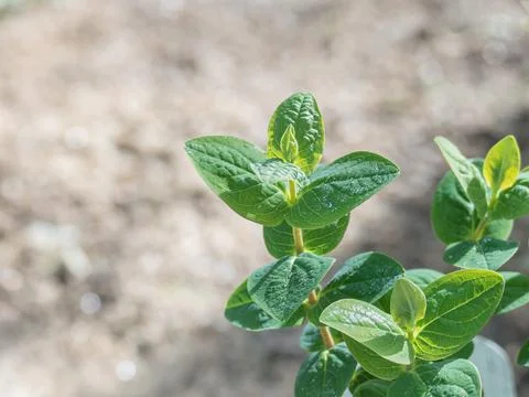 Hypericum inodorum or St Johns Wort plant close up outdoors Foto stock