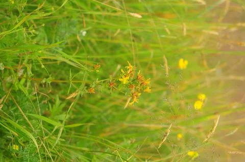 Hypericum in the meadow Stock-Fotos