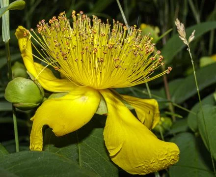 An Hypericum monogynum Fotos Stock