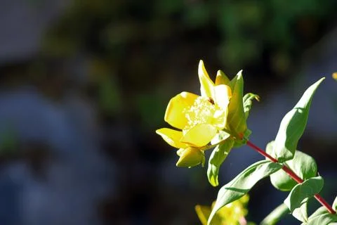 Hypericum patulum in bloom Stock Photos