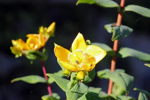 Hypericum patulum in blossom Foto stock