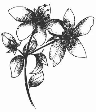 Hypericum perforatum branch hand drawn illustration. sketch of flora.. Stock Illustration