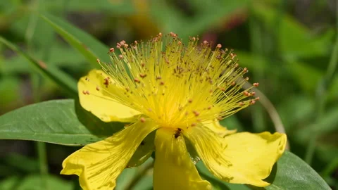 Hypericum perforatum, Common St. John's-wort Stock Footage 274231257