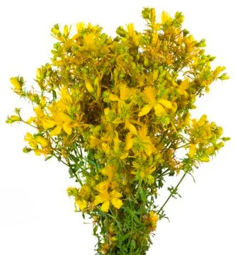 Hypericum perforatum cutout Stock Photos