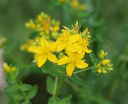 Hypericum perforatum, known as perforate St John's-wort, common Saint John's  Foto stock