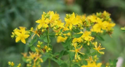 Hypericum perforatum, known as perforate St John's-wort, common Saint John's  Stock Photos
