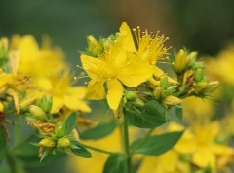 Hypericum perforatum, known as perforate St John's-wort, common Saint John's  Stock Photos
