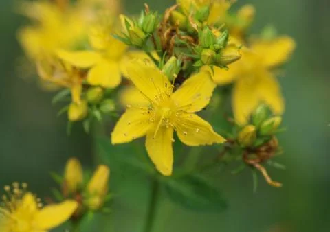 Hypericum perforatum, known as perforate St John's-wort, common Saint John's  Stock Photos