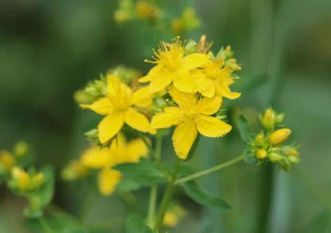 Hypericum perforatum, known as perforate St John's-wort, common Saint John's  Stock Photos