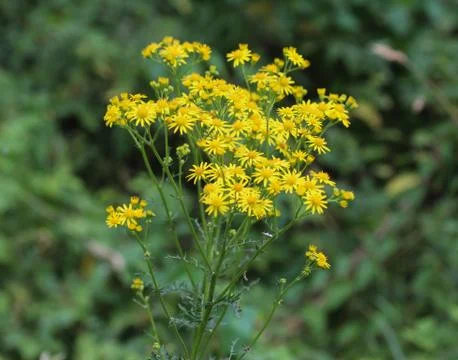 Hypericum perforatum, known as perforate St John's-wort, common Saint John's  Stock Photos