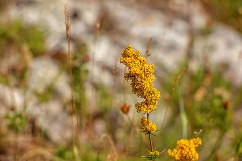 Hypericum perforatum, known as perforate St John's-wort, is a flowering pla.. Stock Photos