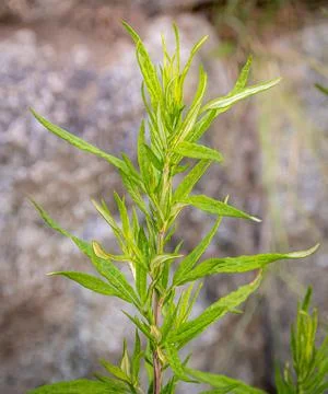 Hypericum perforatum, known as St. John's wort is a flowering plant in the .. Stock-Fotos