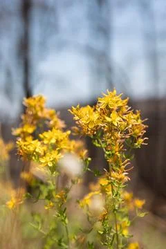 Hypericum perforatum or St John's wort spring yellow flower after the wildf.. Stock Photos