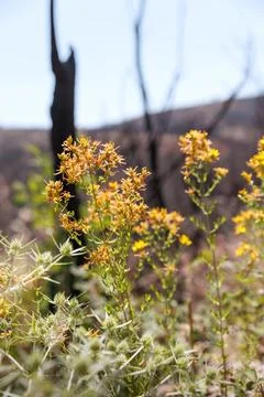 Hypericum perforatum or St John's wort spring yellow flower after the wildf.. Stock Photos